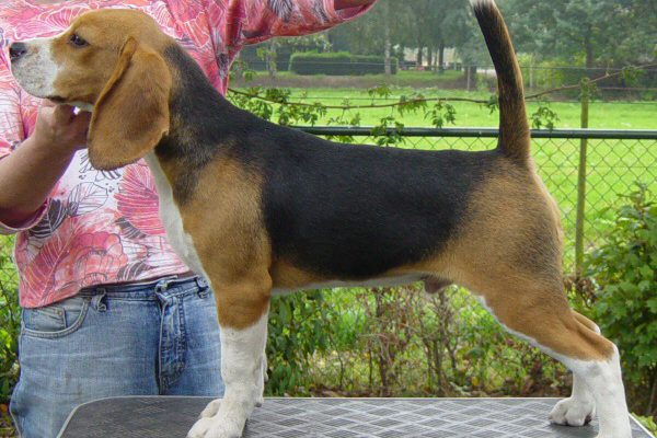 beagle097